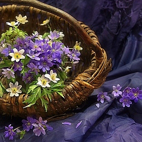 фотограф Елена Ерошевич. Фотография "Весенние цветы"