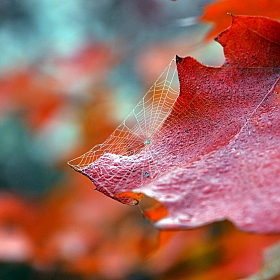 фотограф Харук Виктор. Фотография "Осень. Утро."