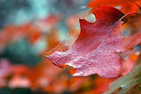 Осень. Утро. | Фотограф Харук Виктор | foto.by фото.бай
