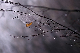 autumn morning | Фотограф Сергей Шляга | foto.by фото.бай