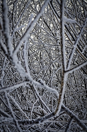 Зимняя матрица | Фотограф Андрей Дыдыкин | foto.by фото.бай