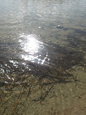 солнце в воде | Фотограф Анастасия Ладутько | foto.by фото.бай
