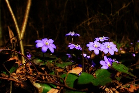 Немного весны | Фотограф Сергей Тарасюк | foto.by фото.бай