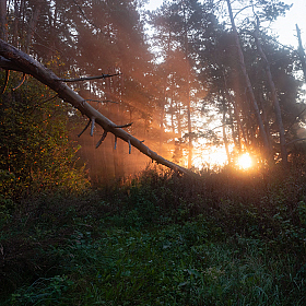 Утром в лесу | Фотограф Сергей Шабуневич | foto.by фото.бай