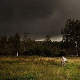 Убежать от грозы | Фотограф Игорь Денисов | foto.by фото.бай