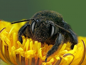 Портрет пчелы-плотника | Фотограф Александр Зубрицкий | foto.by фото.бай