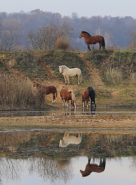 Ходят кони над рекою | Фотограф Александр Задёрко | foto.by фото.бай