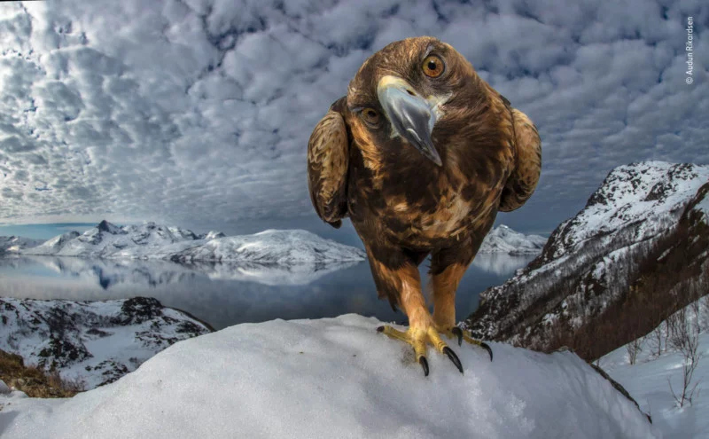 приз зрительских симпатий  wildlife photographer of the year 2019: шорт-лист