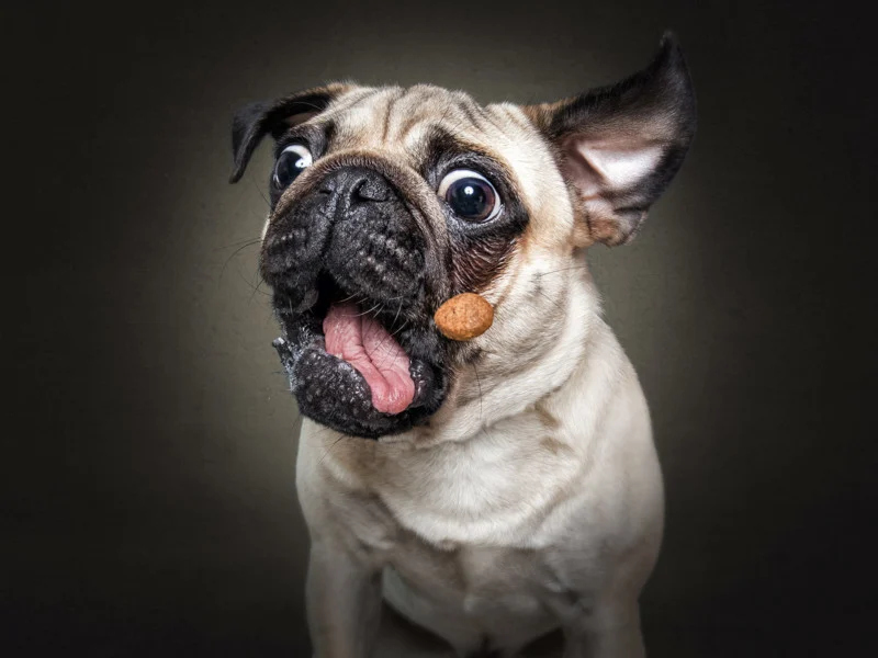забавные портреты собак, ловящих угощение