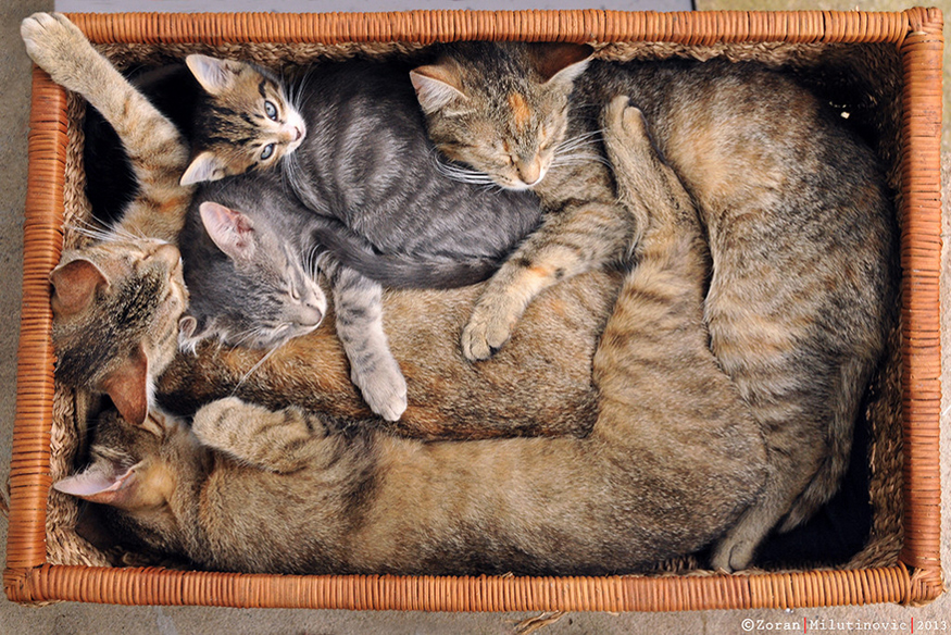 коты и кошки зорана милутиновича
