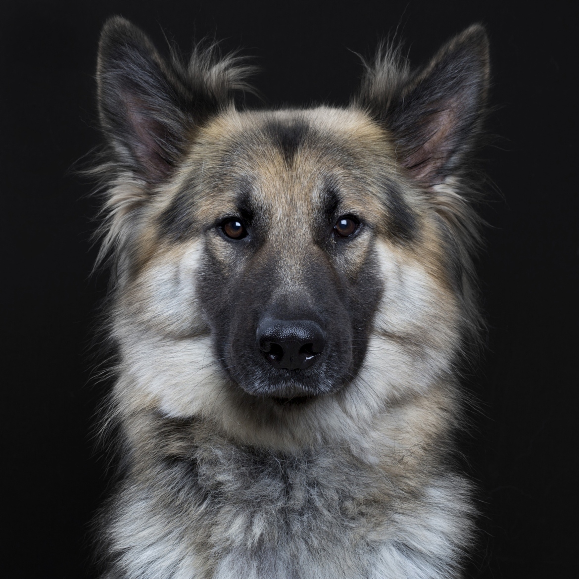 портреты домашних животных роберта бахоу