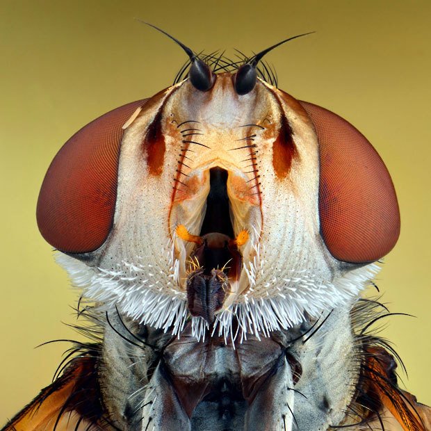 портреты насекомых ирэнеуша валендзика