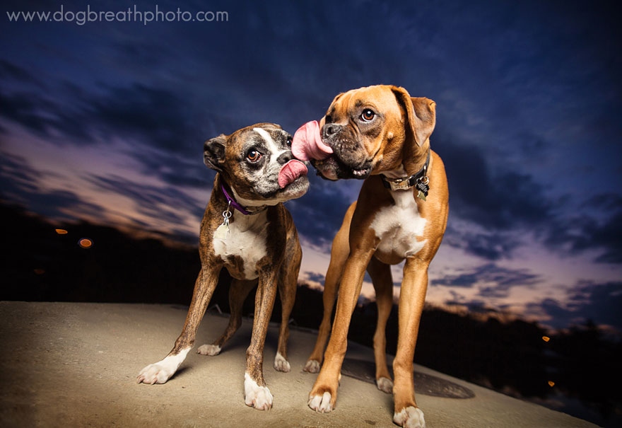 веселые фото собак кейли грир