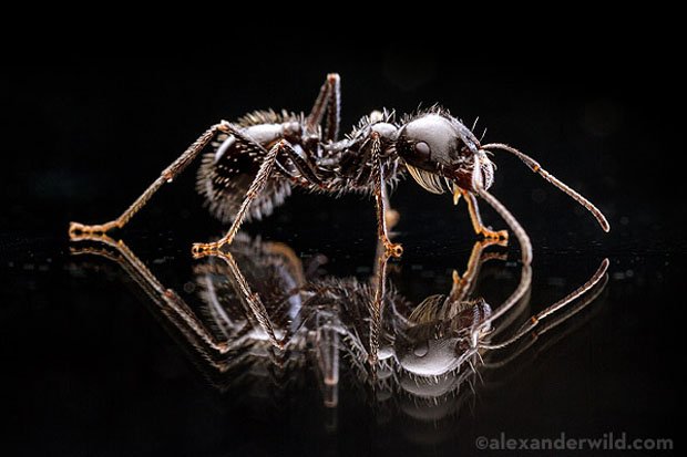 макросъемка муравья
