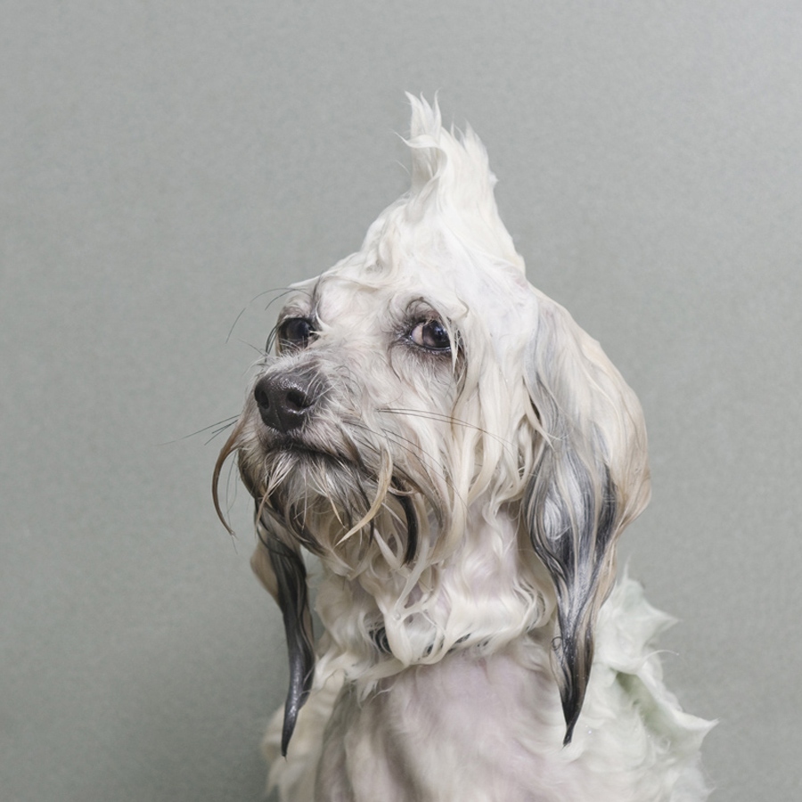 фото мокрых собак и питбулей софи гамонд