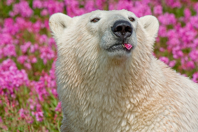 лето белых медведей