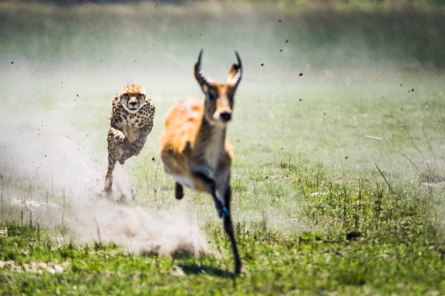 победители конкурса international photography awards oneshot 