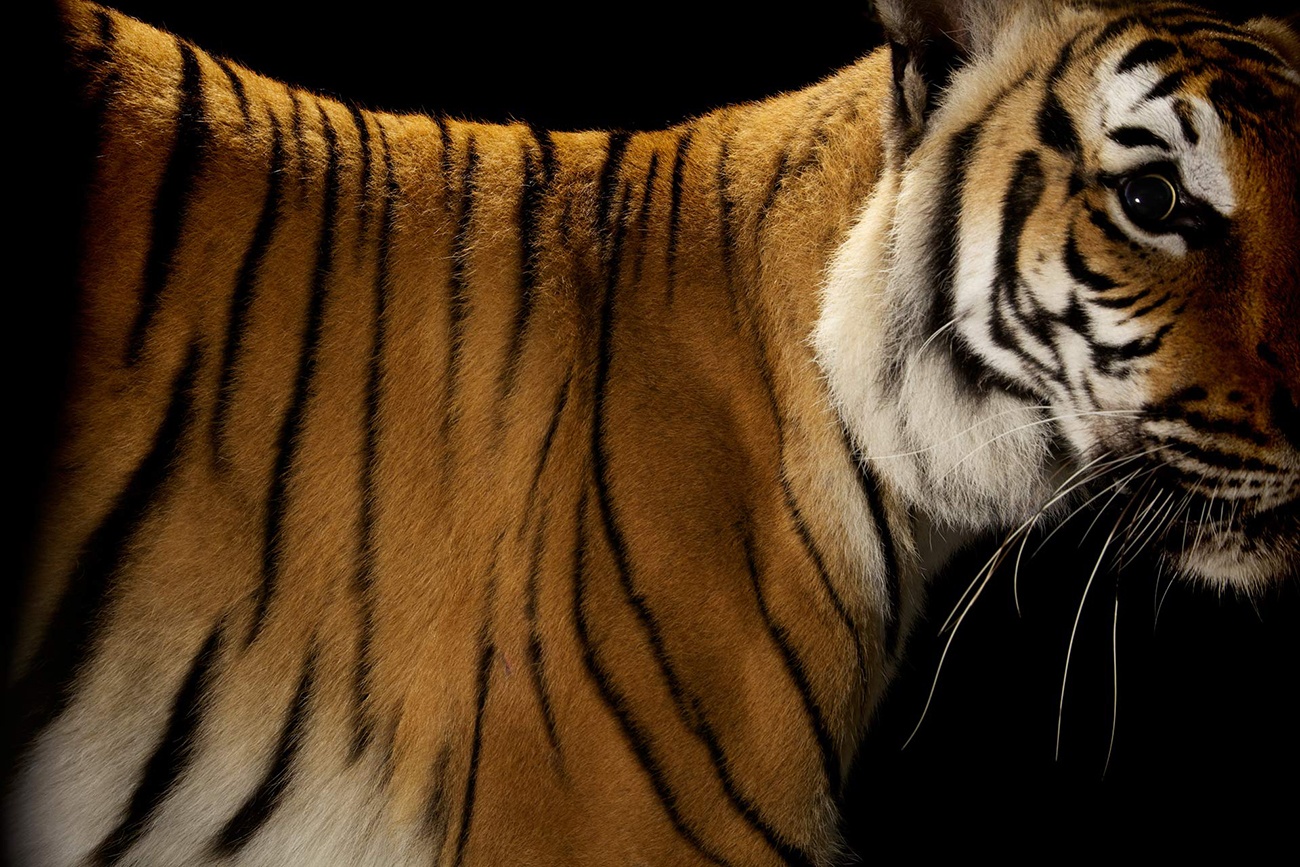 Красота тигра. Тигриный Лев. Тигр 8к. Винсент тигр красавица и звери. Животное дж