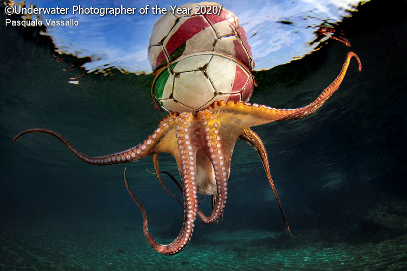 победители конкурса underwater photographer of the year 2020