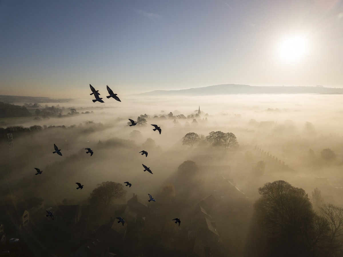 победители конкурса british wildlife photography awards 2019