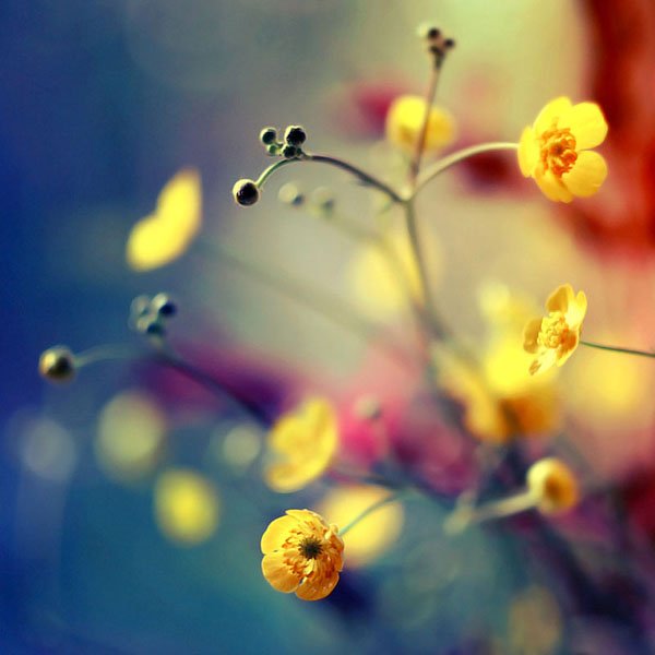 цветы барбары флорчик