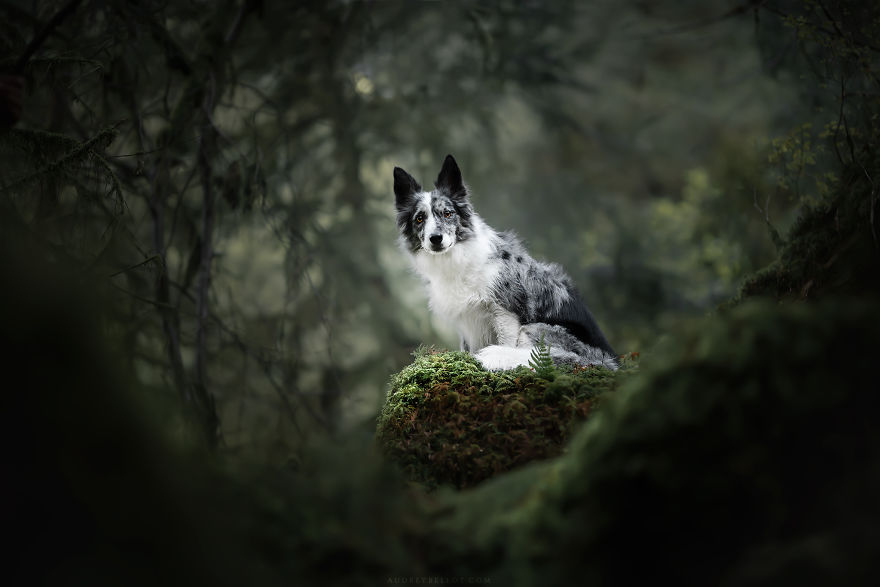 прекрасные портреты собак одри белло