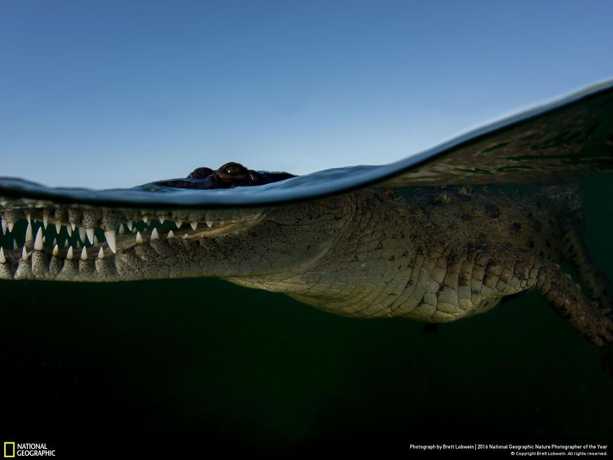 финалисты national geographic nature photographer of the year 2016