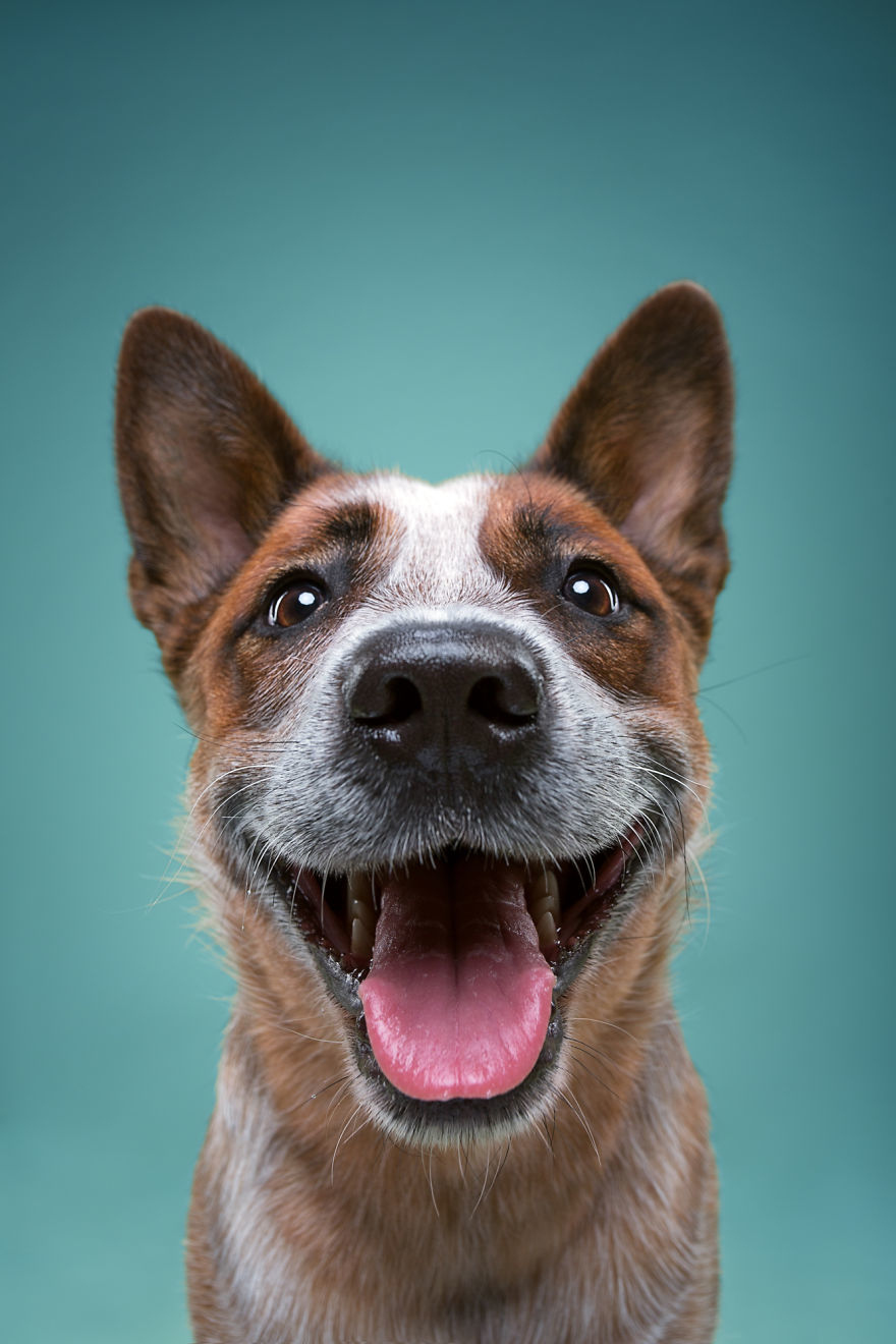 забавные портреты собак александра хохлова
