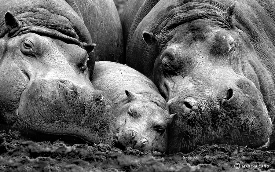 фото диких животных марины кано