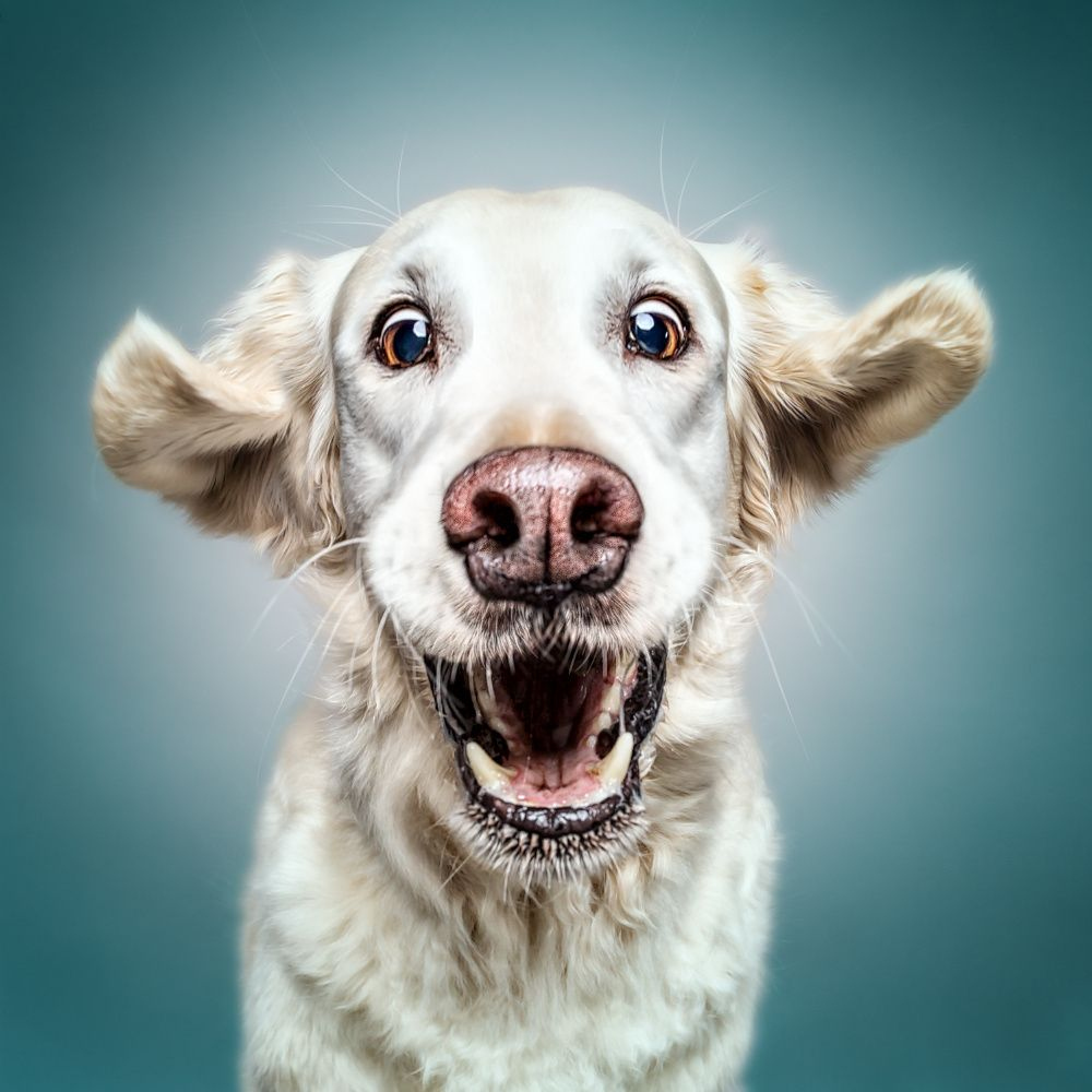 забавные портреты собак мануэлы кульпа
