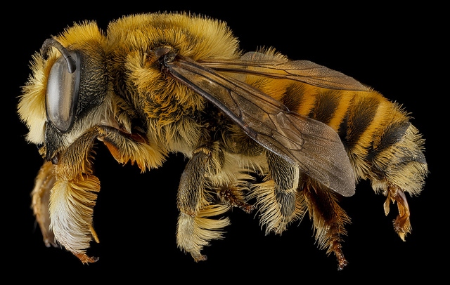 макро фотографии пчел сэма дроэга
