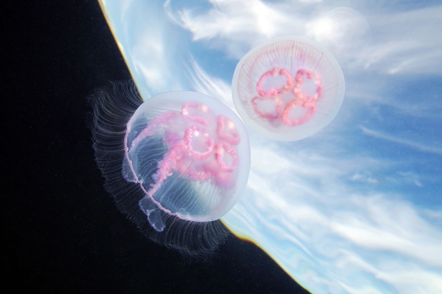 фотографии медуз александра семенова