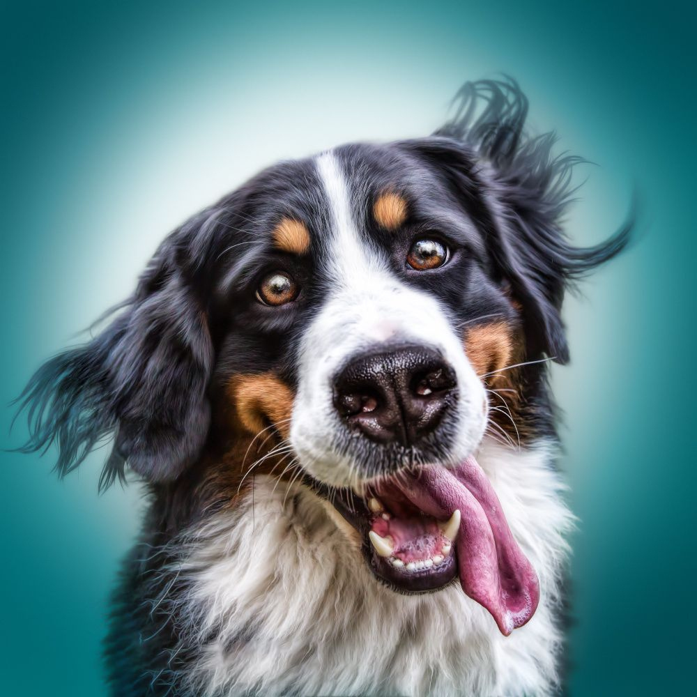 забавные портреты собак мануэлы кульпа