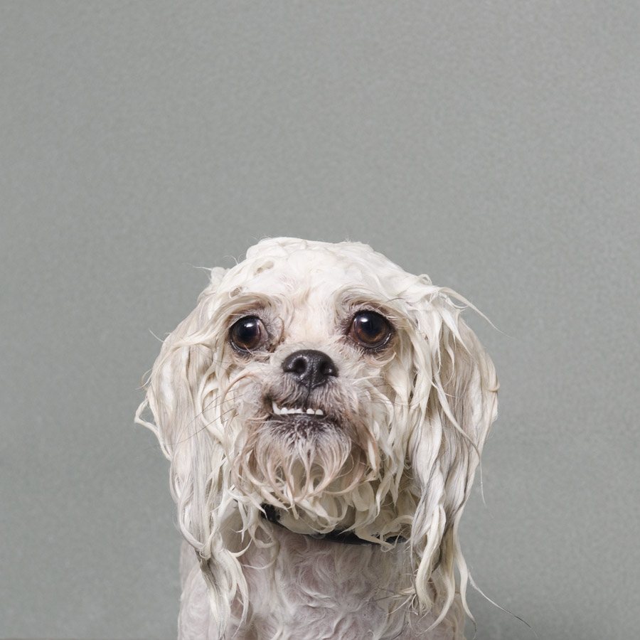 фото мокрых собак и питбулей софи гамонд