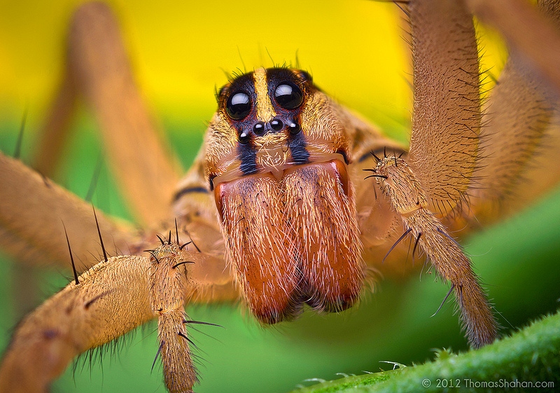 макро фото пауков томаса шаана