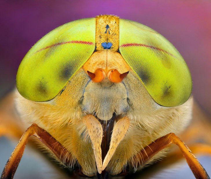 портреты насекомых ирэнеуша валендзика
