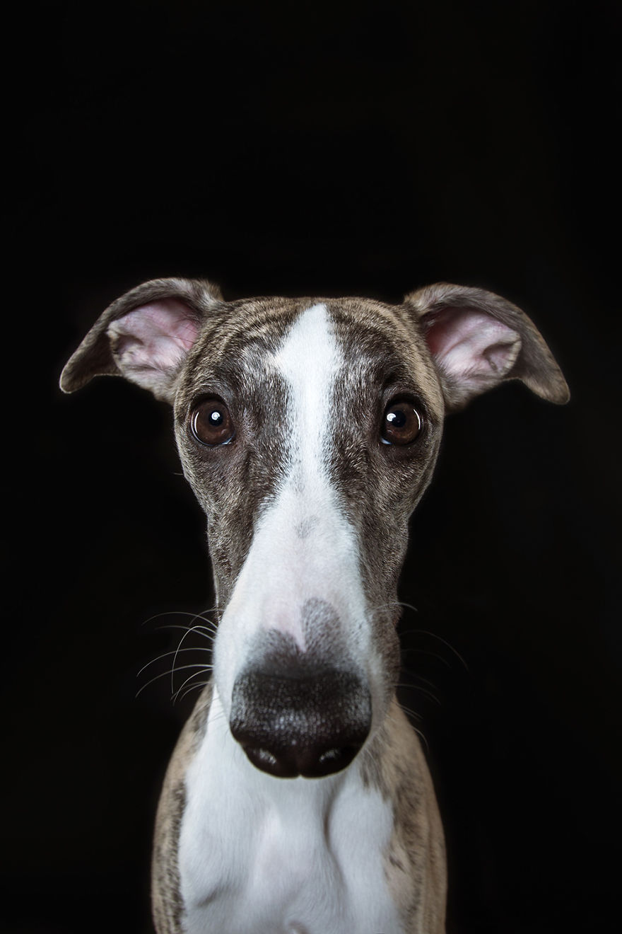 забавные портреты собак александра хохлова