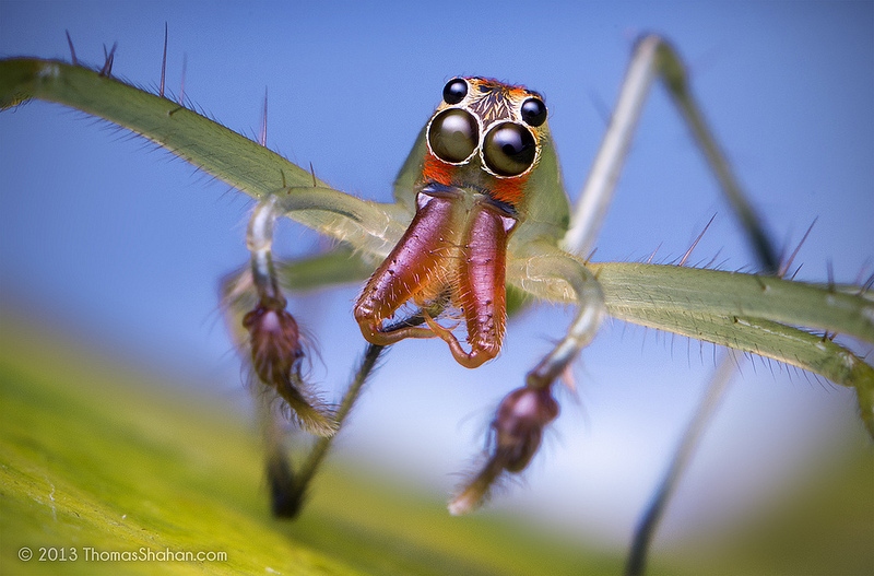 макро фото пауков томаса шаана