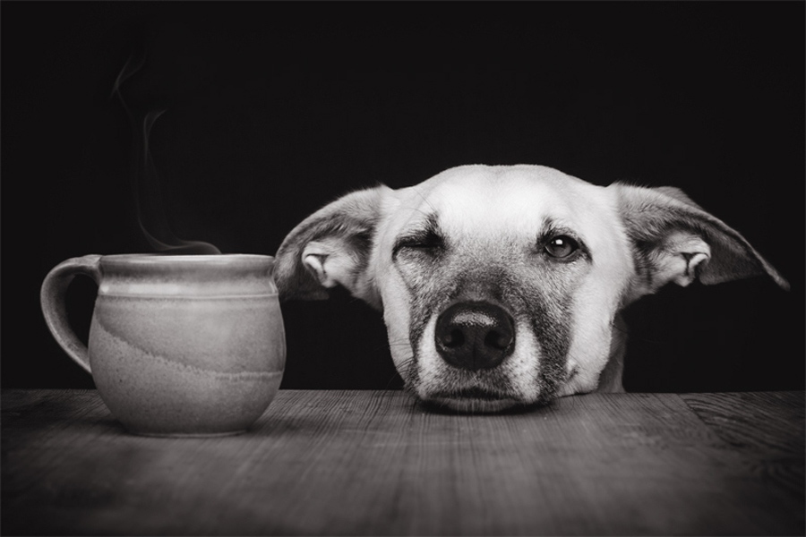 секреты съемки портретов собак