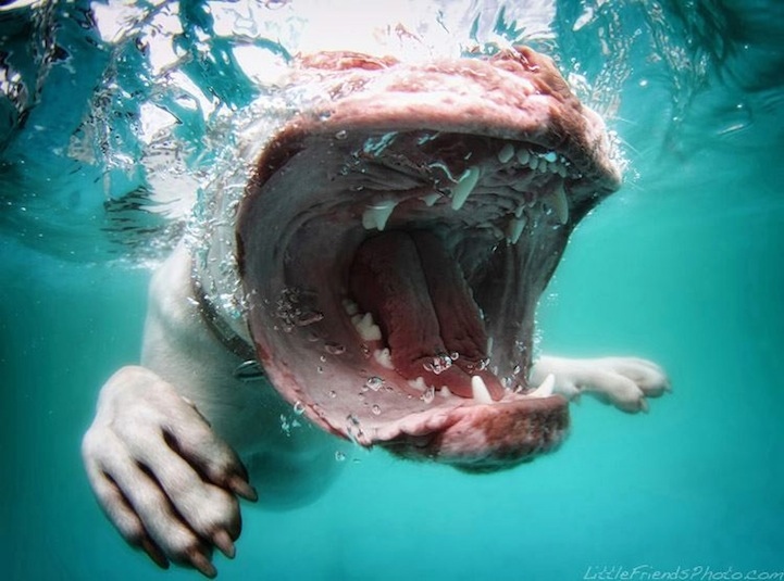собаки под водой сета кастила