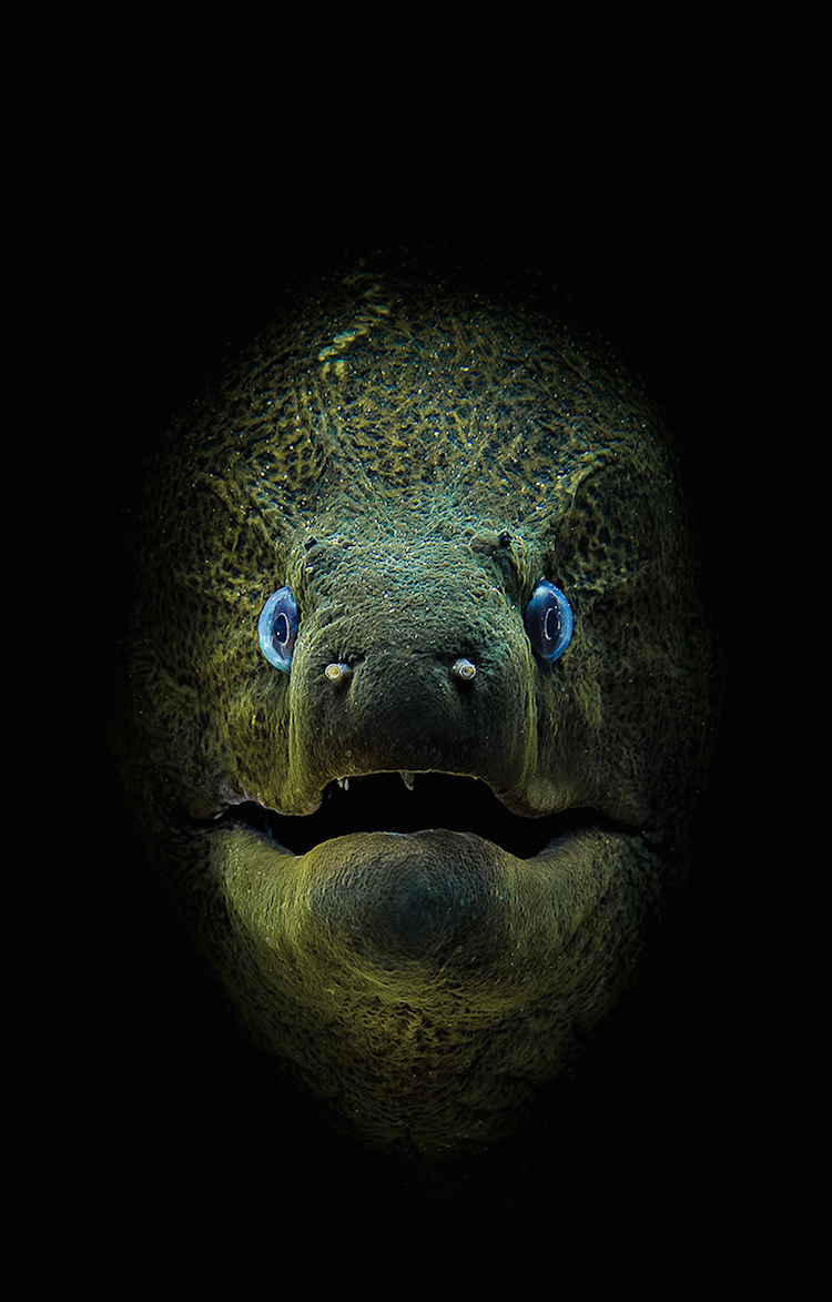 победители underwater photo contest 2018