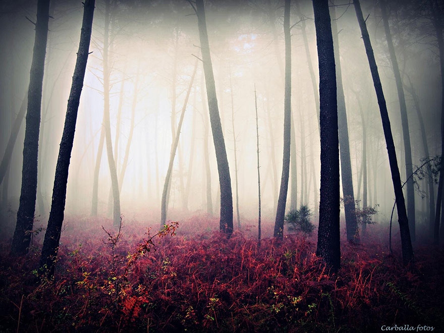 мистические фото леса гильермо карбалла