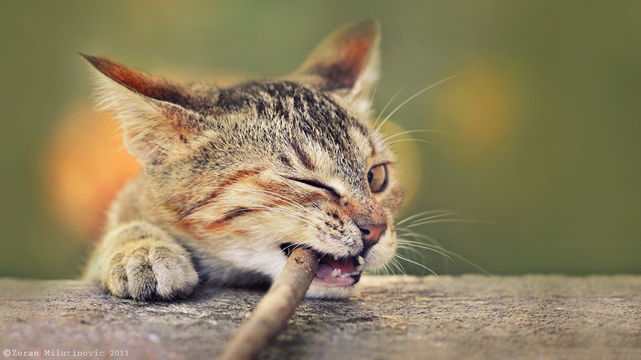 21 совет для съемки потрясающих фотографий кошек