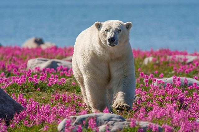лето белых медведей