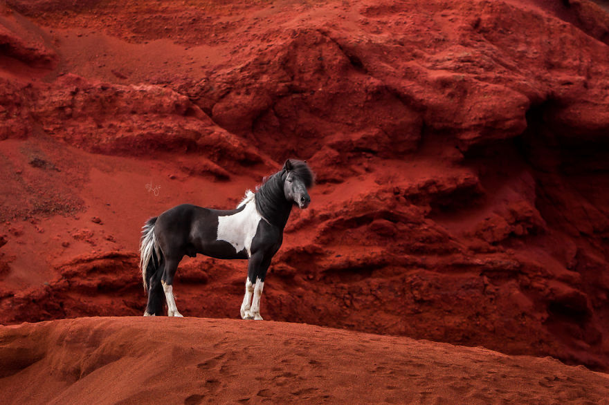 лошади в завораживающих исландских пейзажах лиги лиепины