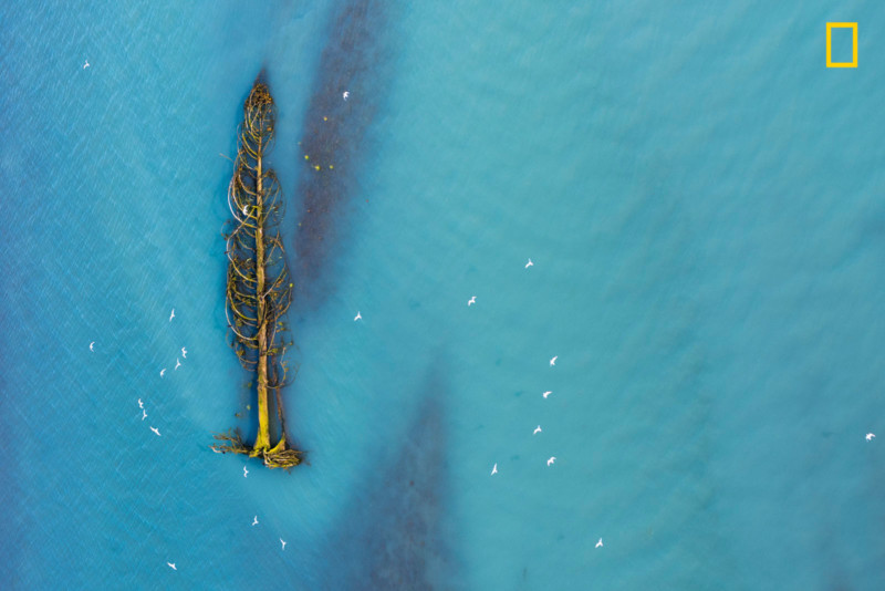 победители national geographic nature photographer of the year 2017