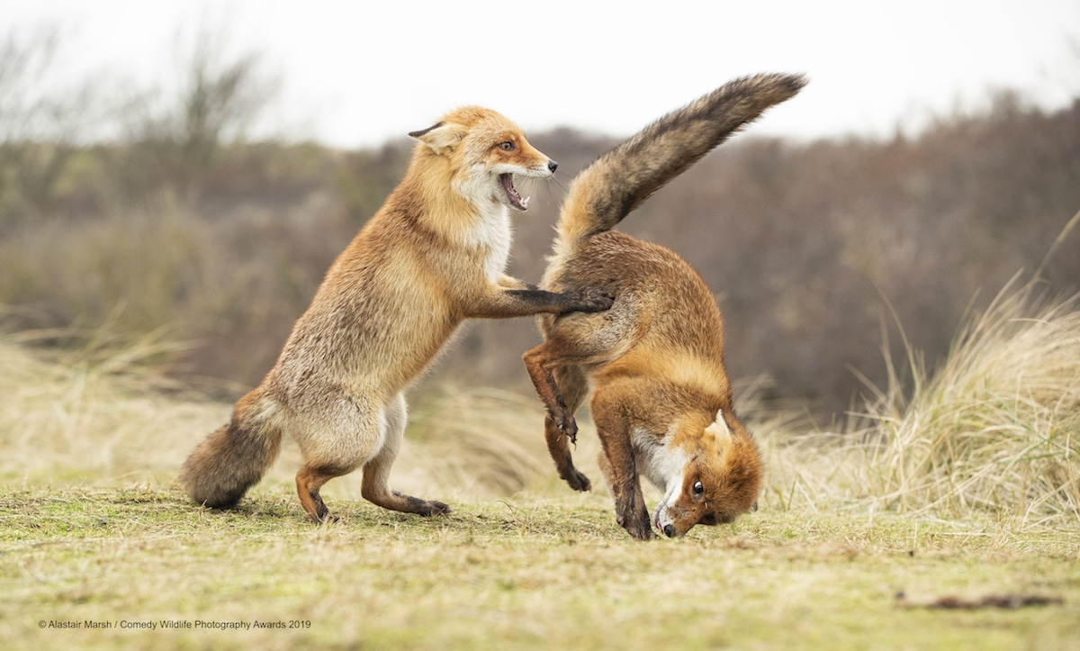 победители конкурса comedy wildlife photography awards 2019