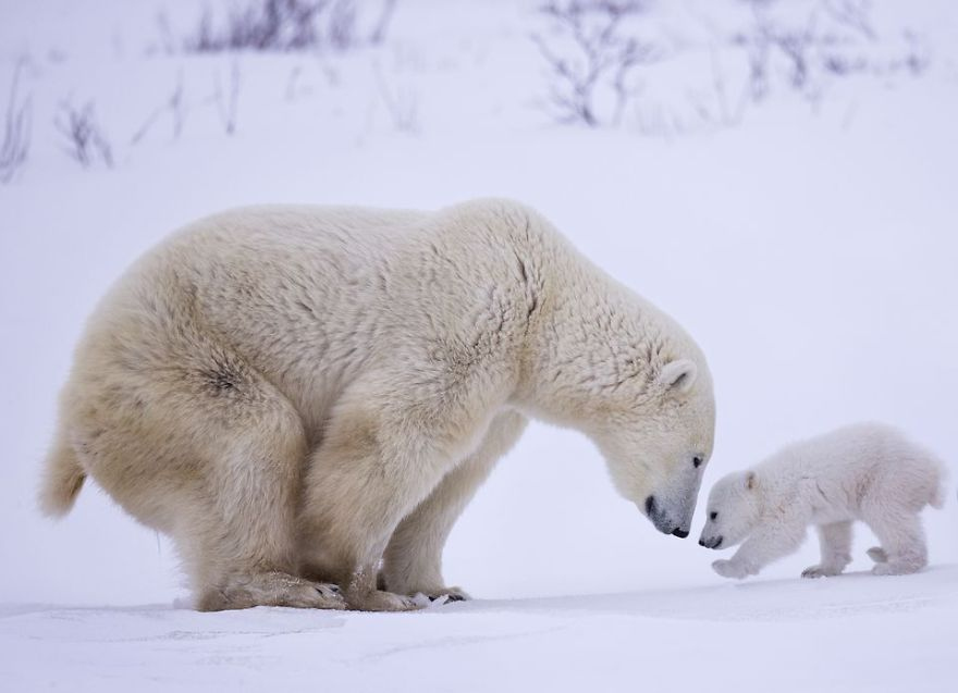 лучшие фотографии national geographic travel photographer of the year 2017 в категории природа