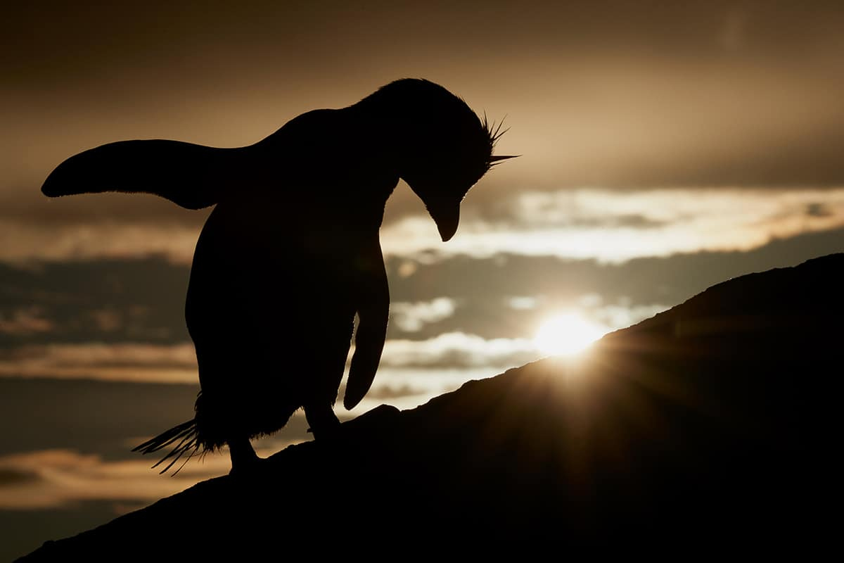 финалисты конкурса bird photographer of the year 2021