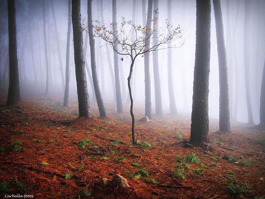 мистические фото леса гильермо карбалла